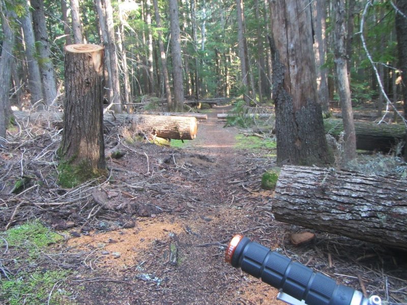 Recently cleared blowdowns near the start of the trail
