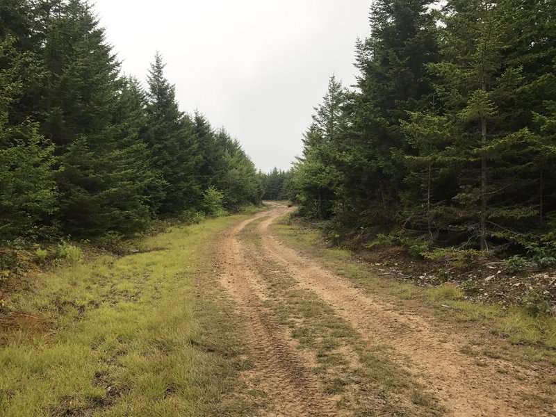 Fire Tower Road, approaching the tower.