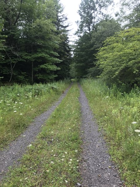 Return trip from the abandoned logging town of Spruce.