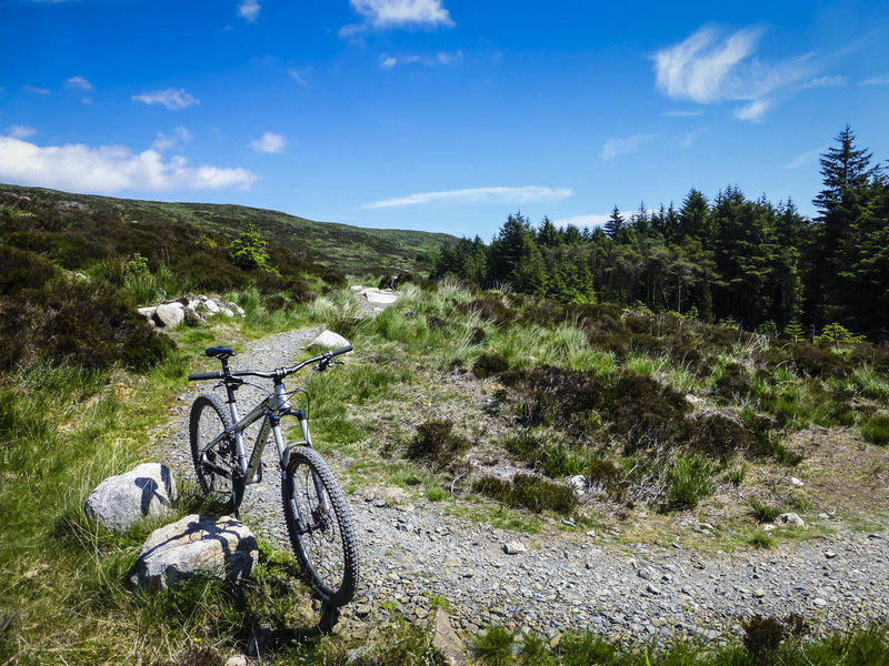 Wide open spaces abound on the Red Trail at Rostrevor Forest.