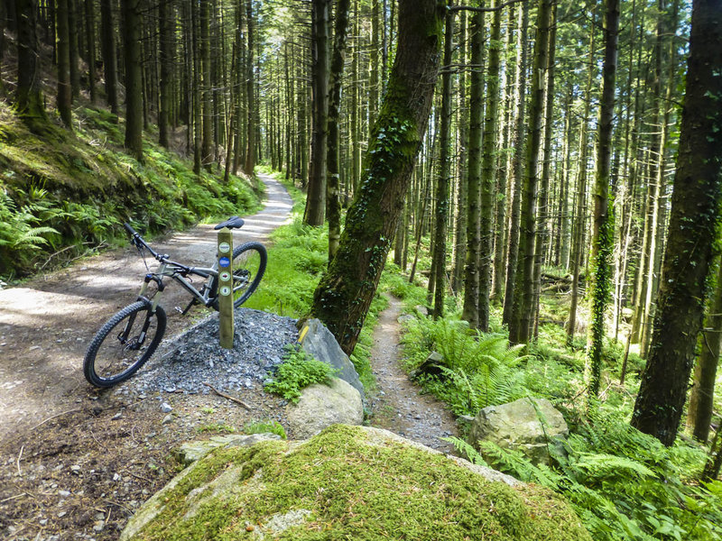 The Red Trail at Rostrevor Forest passes through a lush green landscape and features a mix of forest road and narrow singletrack.