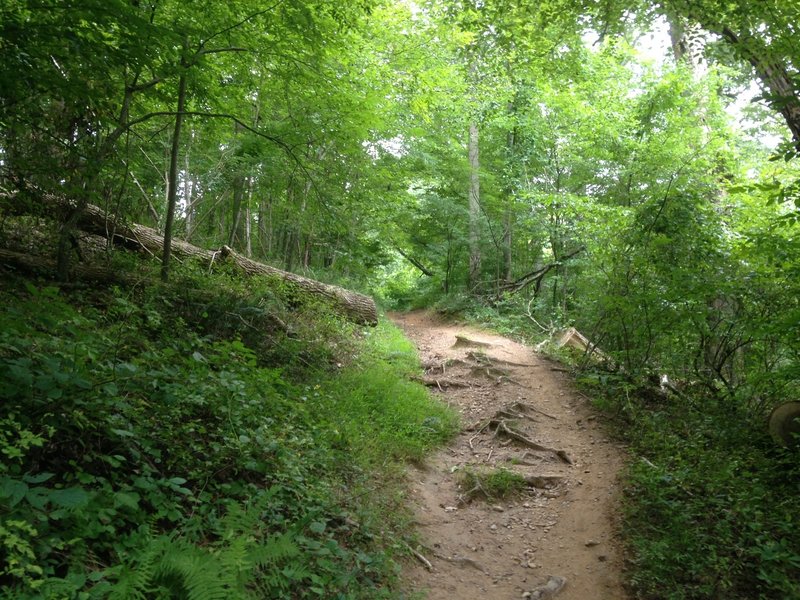 Root-filled descent on the Great Falls section of the CCT.