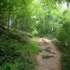 Root-filled descent on the Great Falls section of the CCT.