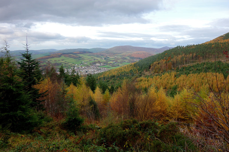 Conifer Color.