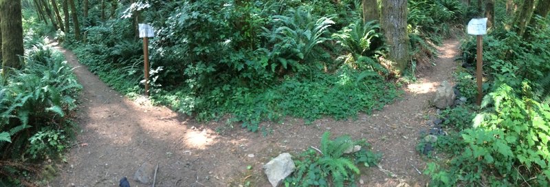 Go left quickly after the trailhead to continue to Wilson river trail heading west toward King's Mountain trailhead.