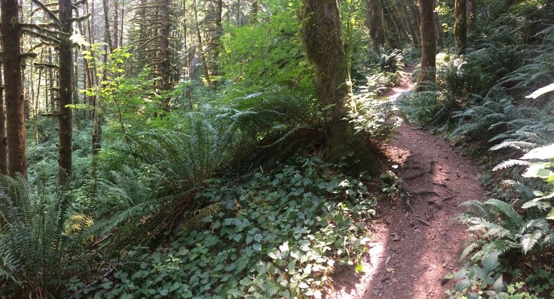 Beautiful, lung-buster climb immediately after turnoff from Elk Creek trailhead, Less than 1/4 mile long