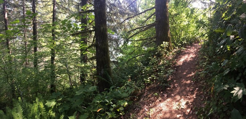 Simply gorgeous trail. Looks like this most of the 3.5 miles to Kings Mountain trailhead.