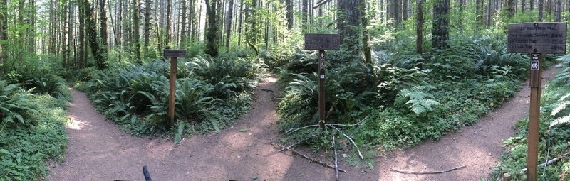 Decision time after 3.5 miles. This is facing west. Right goes to Kings Mountain (no bikes), straight ahead continues Wilson River Trail, left (just a few hundred feet, goes to Kings Mountain trailhead parking.