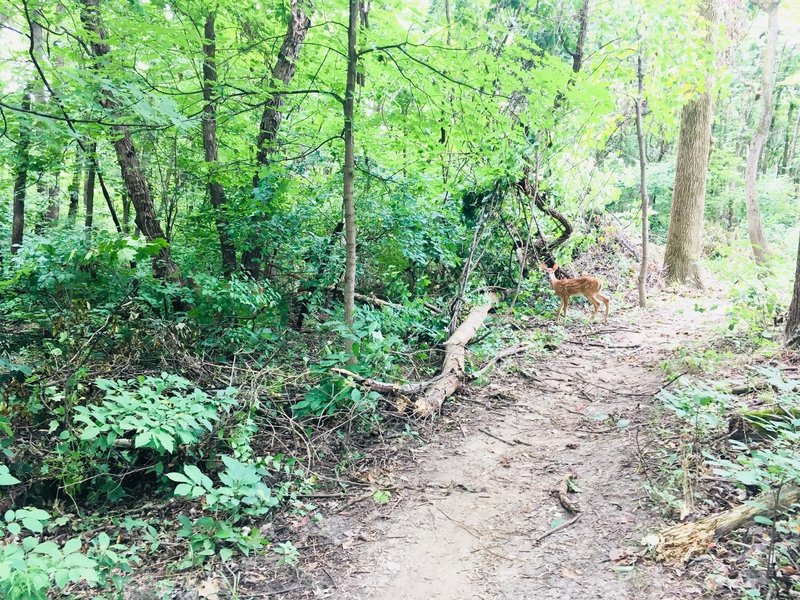 Almost always see a deer on the trail at some point.