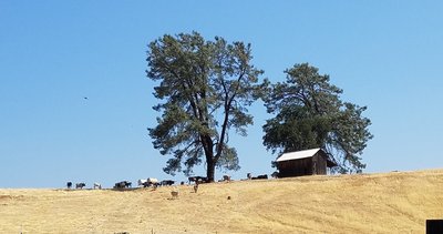 Quite a few bulls with the cows. There was even a gate open on the way up on this day.