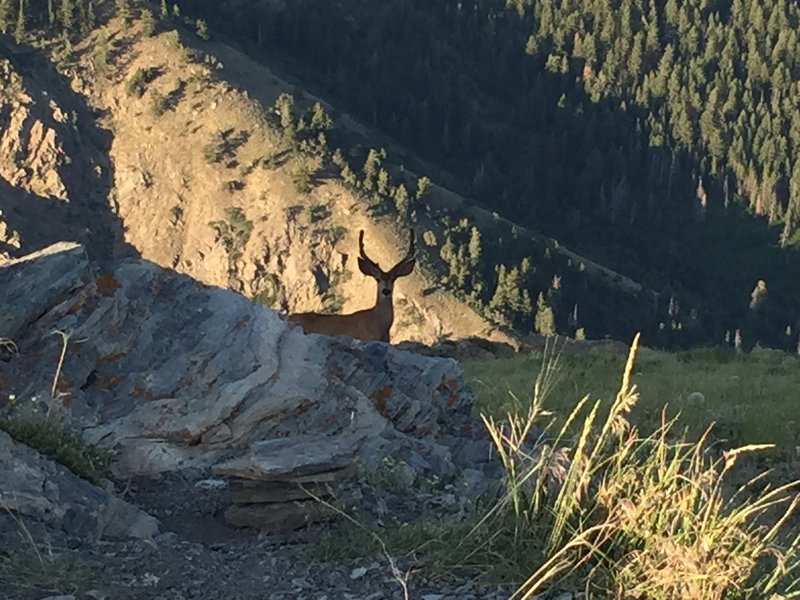 This guy poked his head around the corner while were on top of Lewis Peak.