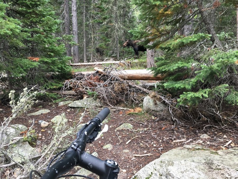 Always the potential for other trail users.