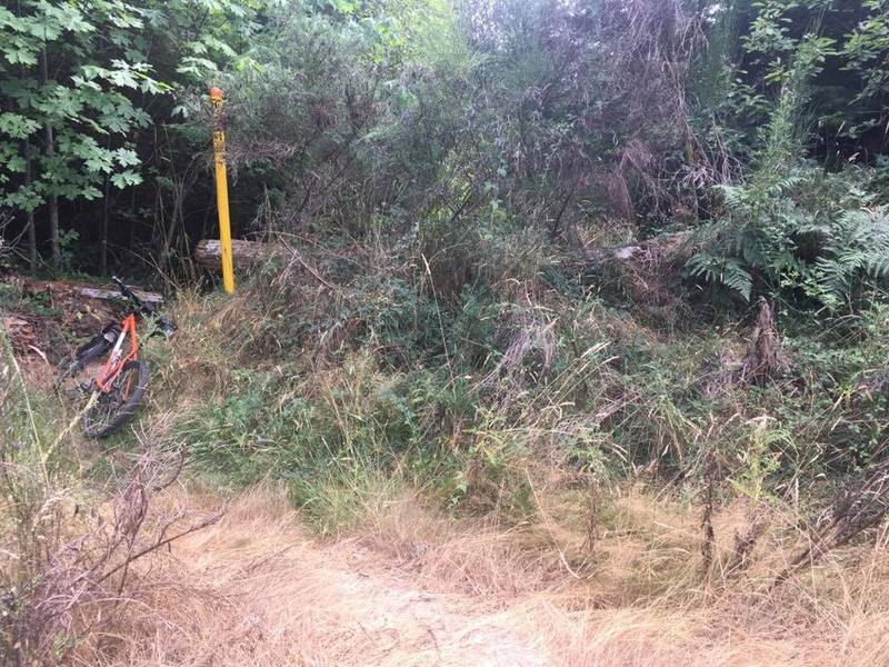 Trail can be a little hard to find on this stretch. This looks like it was a huge, old road block that has been overgrown.