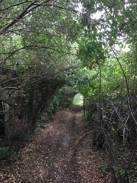 The folks who built this trail did a great job cutting through dense brush and removing all the stumps!