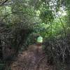 The folks who built this trail did a great job cutting through dense brush and removing all the stumps!