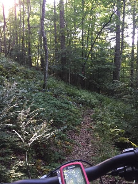 Fern-lined trail