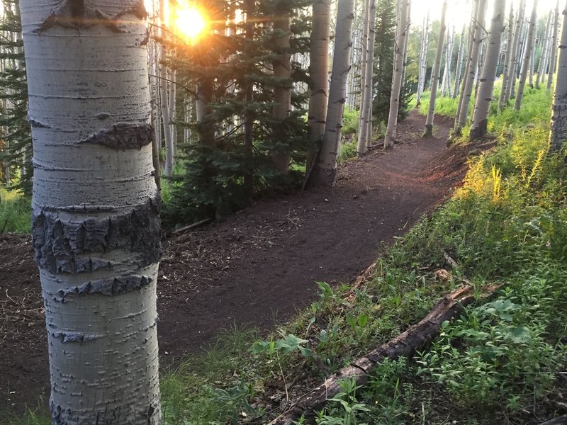 Discovery Trail gently climbing through aspen tree forest in between ski run meadows.