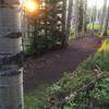 Discovery Trail gently climbing through aspen tree forest in between ski run meadows.