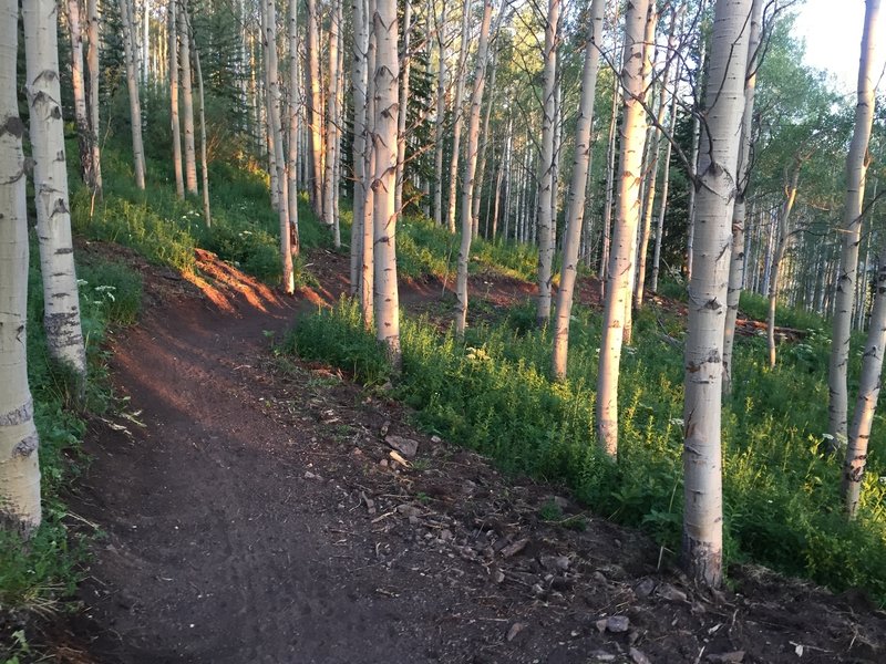 Discovery Trail gently climbs through sections of aspen tree forest.