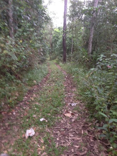 Some of track going through thick brush cover