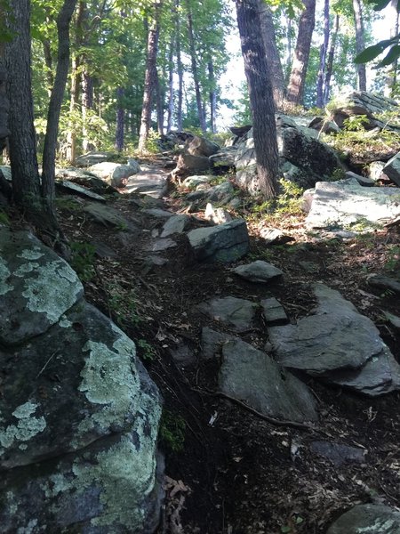 A rocky downhill section near the end of the Vista trail.