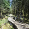 Lots of boardwalk protects the sensitive Ballyhoura Forest floor