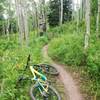 There are some pretty aspens on this trail, although nothing better than other trails in the area.