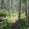 Singletrack in aspens.