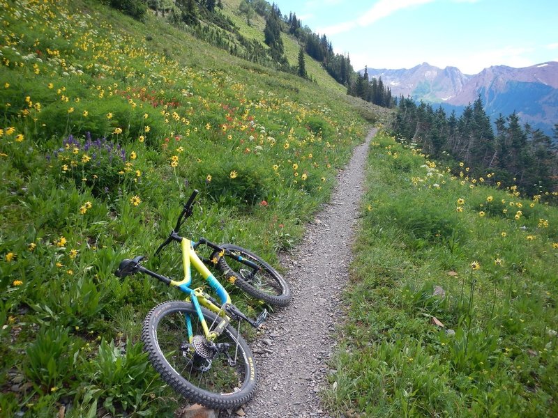 Bucket list item has to be riding Colorado high-country singletrack in wildflower season.