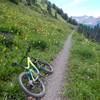 Bucket list item has to be riding Colorado high-country singletrack in wildflower season.