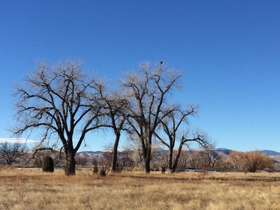 Bald eagle spotting.