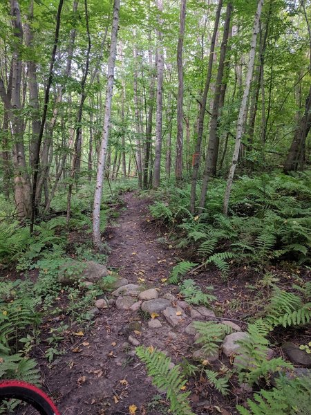 singletrack with a small rock crossing