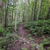 singletrack with a small rock crossing