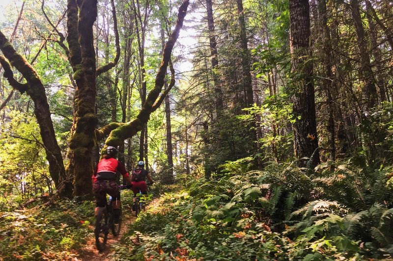 This casual stretch of Alpine goes through a magical forest. Enjoy!