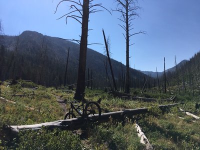 Someone's cleared most of the deadfall recently