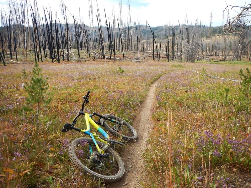 Meadows, burn zones and buff singletrack!