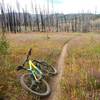 Meadows, burn zones and buff singletrack!