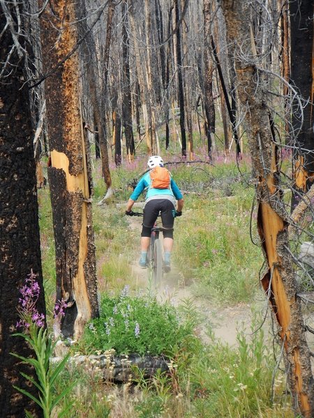 Kitty litter singletrack dust.