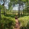 The meadow and aspens near the top of the trail.