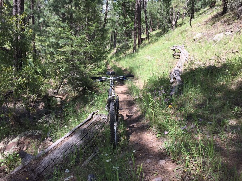 Singletrack portion of the loop before the toughest climb.