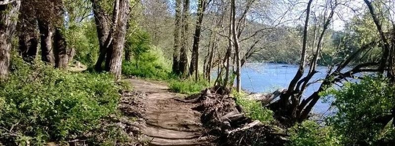 Joseph Micelli Trail snuggled between old growth cottonwood trees and the unique South Umpqua River. Roseburg, Oregon