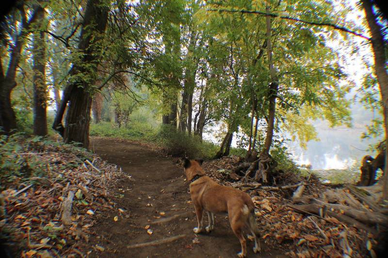 Early morning fall season landscape about half way along the Joseph Micelli Trail