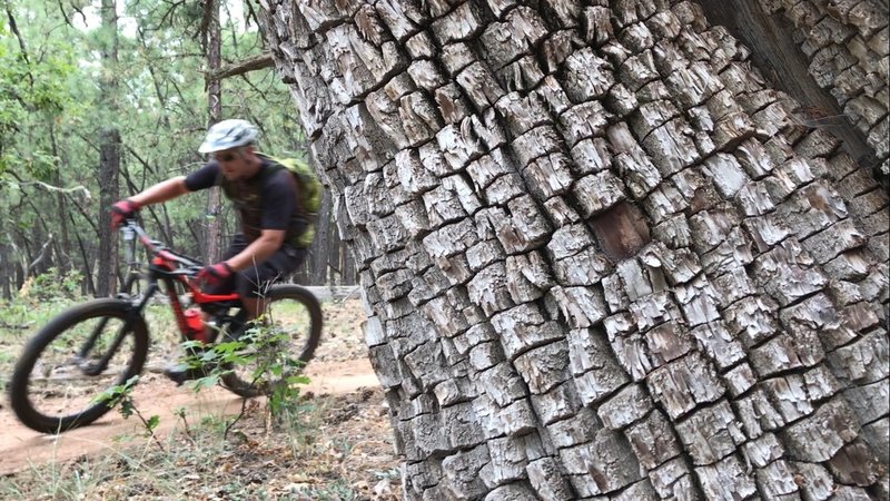 Smooth singletrack everywhere in the Zuni Mountains NM