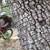 Smooth singletrack everywhere in the Zuni Mountains NM