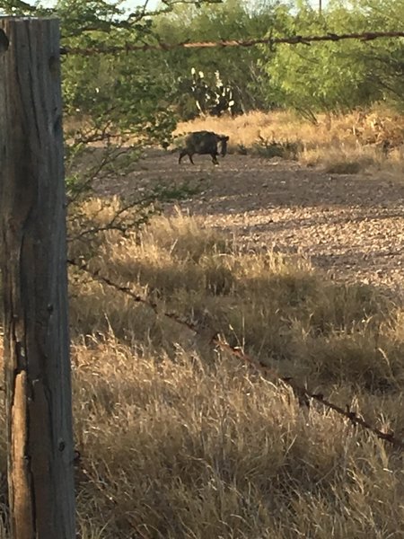 Watch out for javelinas!