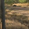 Watch out for javelinas!