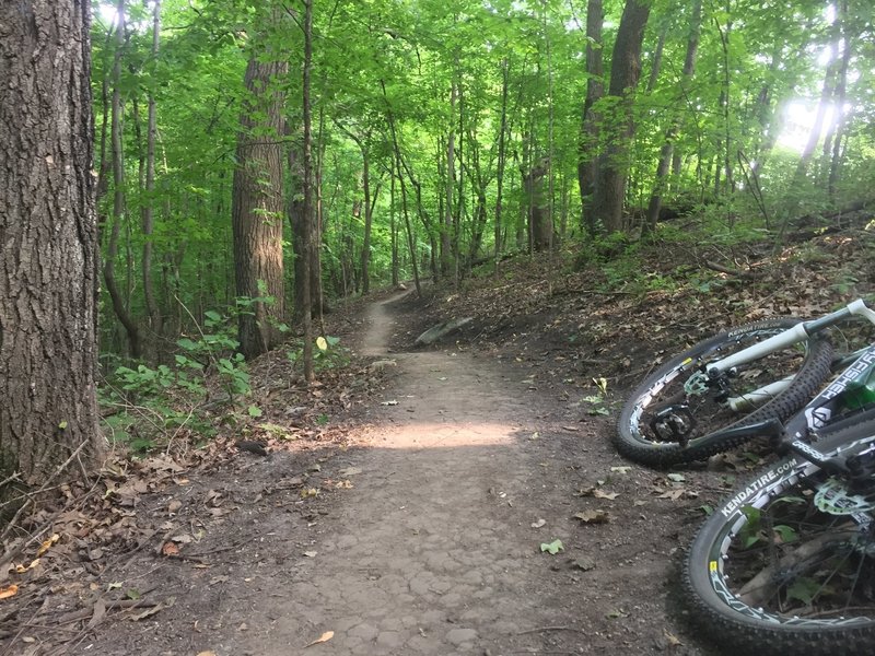 Wooded section after a switchback on the 'Advanced Loop' at Lake Rebecca Park