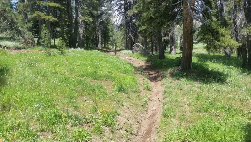 Steep sections of 17E16 Trail are rutted by some motocross traffic.