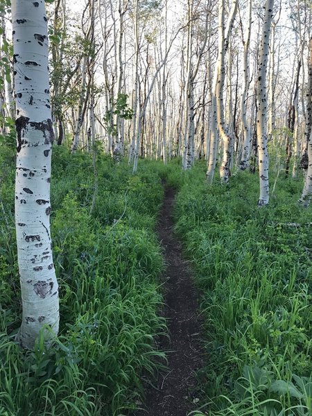 Aspens are why you ride this trail.