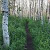 Aspens are why you ride this trail.